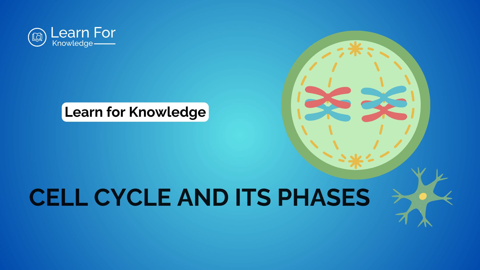 What is Cell Cycle? Explain its various phases in details.